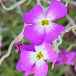 Marcus-kochia littorea Flower