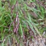 Tridens flavus Fruit