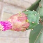 Opuntia cochenilliferaLorea