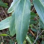 Alpinia caerulea Leaf