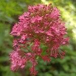 Valeriana lecoqii Blüte