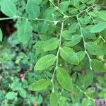 Vaccinium parvifolium Blad