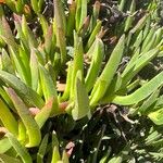 Carpobrotus chilensis Hoja