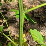 Rubus canadensis Rhisgl