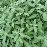 Salvia fruticosa Habit