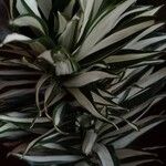 Dracaena fragrans Leaf