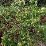 Hubertia ambavilla Habitatea