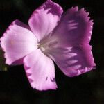 Dianthus longicaulis Květ