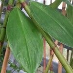 Costus afer Blatt