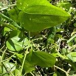 Smilax rotundifolia Leaf