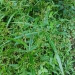Cyperus laxus Çiçek