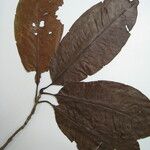 Stachyarrhena acuminata Övriga