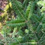 Abies balsameaFolla