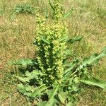 Rumex crispusКвітка