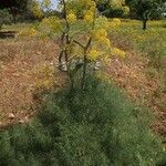 Ferula communisHabitat