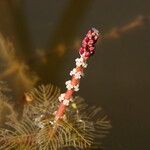 Myriophyllum spicatum Blüte