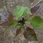 Catalpa bungei Blatt