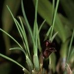 Christensonella acicularis Flower
