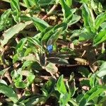 Commelina diffusa Leaf