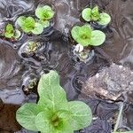 Veronica beccabunga Habit