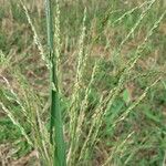 Panicum dichotomiflorum Blatt