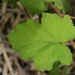 Rubus alceifolius Liść