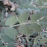 Pimpinella cumbrae Leaf