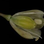 Allium longispathum Flower