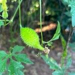 Momordica dioica Fruit