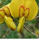Colutea orientalis Blüte