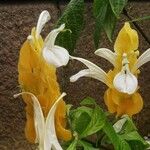 Pachystachys lutea Flor