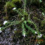 Rhodiola amabilis Staniste