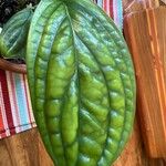 Monstera siltepecana Leaf