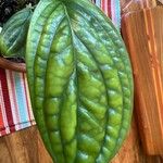 Monstera siltepecana List