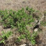 Boscia mossambicensis موطن