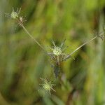 Eryngium integrifolium आदत