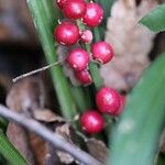 Reineckea carnea Fruit