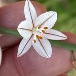 Asphodelus fistulosus 花