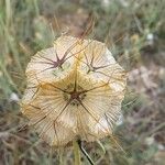 Lomelosia stellata Mbuma