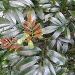 Cunonia capensis Hoja