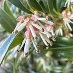 Sarcococca hookeriana Flower