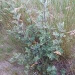 Artemisia vulgarisBlad