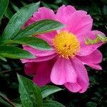 Paeonia mascula 叶