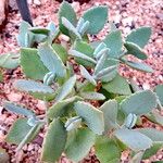 Kalanchoe millotii Habit