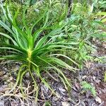 Lomandra insularis Fuelha