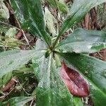 Dracaena camerooniana Folha