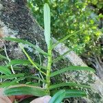 Oeoniella polystachys Yaprak