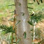 Abies nebrodensis 其他