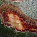 Dialium bipindense 樹皮