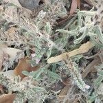 Echium arenarium Folha
